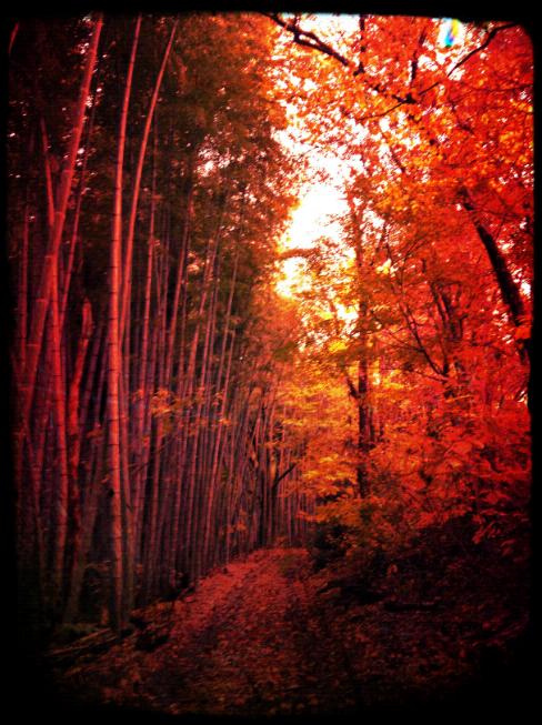 �R�[�̒|���